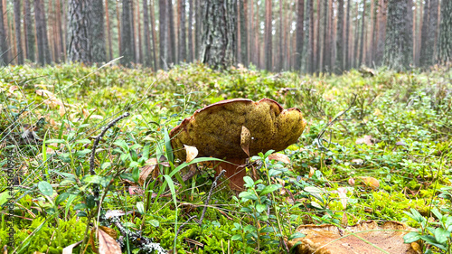 Pine forest with mushrooms and moss © Eduard Panov