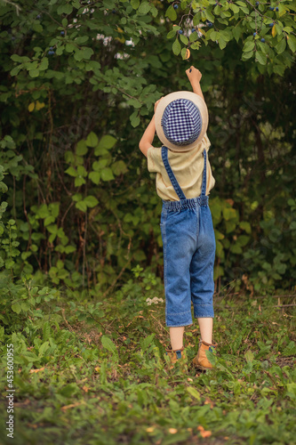 A child in a hat, denim overalls and a yellow shirt is picking a blue berry. View from the back. Blackthorn. Harvesting. Boy, farmer. Agriculture.
