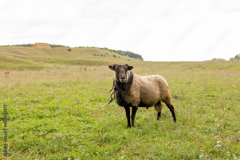 Fototapeta premium The ram grazes in the meadow. Small ruminants in the field. Livestock grazing. Livestock raising. Animal.