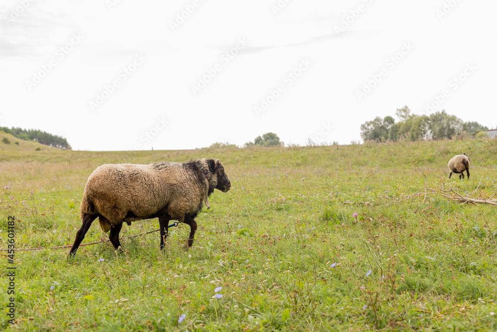 Obraz premium The ram grazes in the meadow. Small ruminants in the field. Livestock grazing. Livestock raising. Animal.