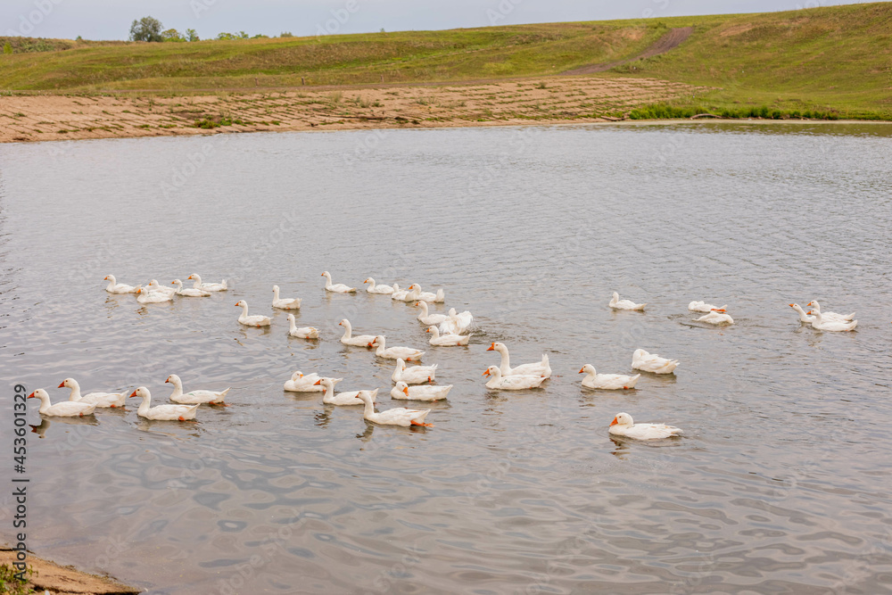 White geese swim in the water. Domestic birds. Poultry farm. Natural summer concept.