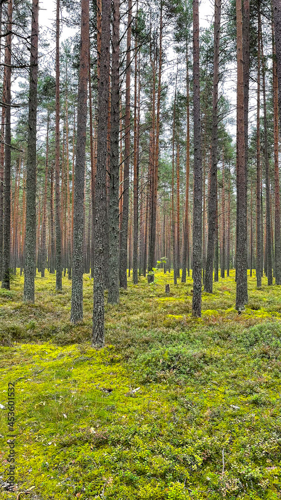 Pine forest with mushrooms and moss Pine forest with mushrooms and moss