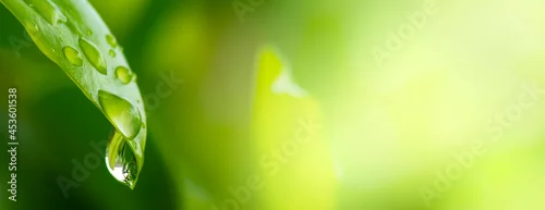 Obraz  z motywem water drops on green leaf, purity nature bright background, macro shot.