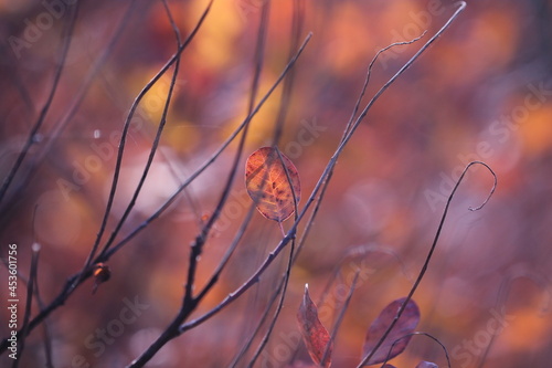 pianta di scotano in autunno
