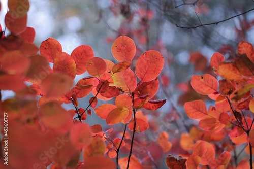 foglie di scotano in autunno photo