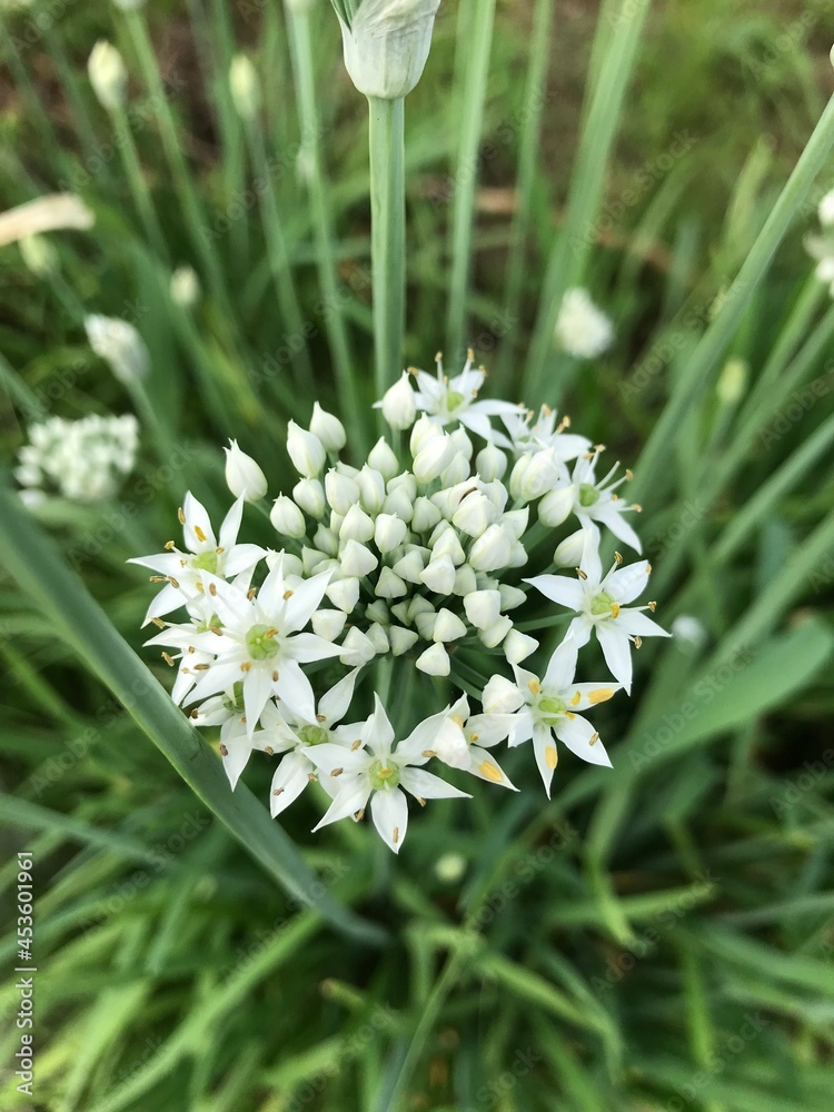 ニラの花 Stock Photo Adobe Stock