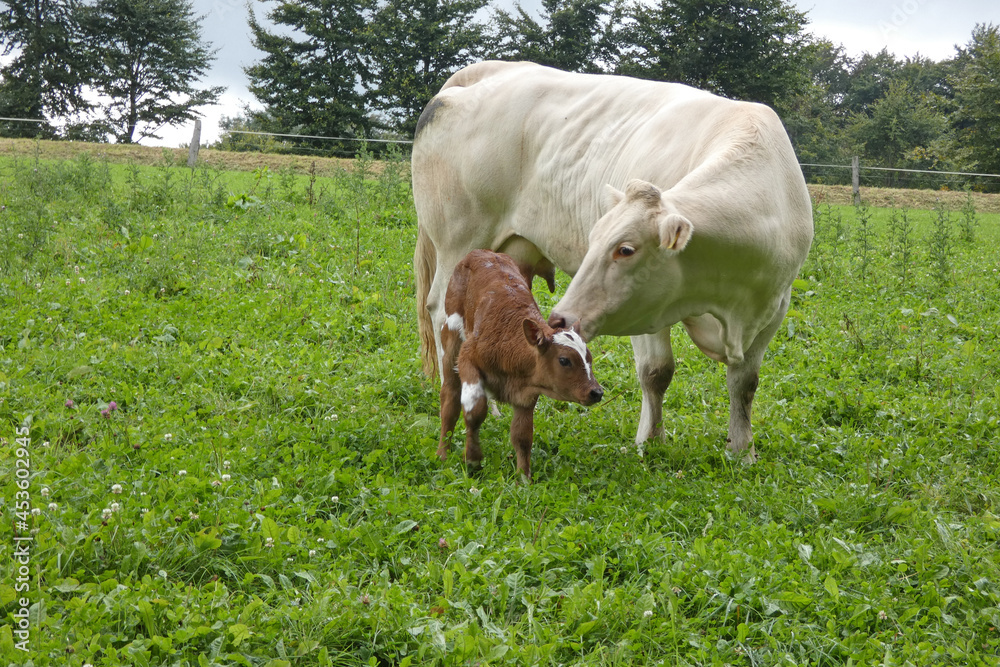 mother cow with calf on pasture, happy animals mother cow with calf on pasture, happy animals
