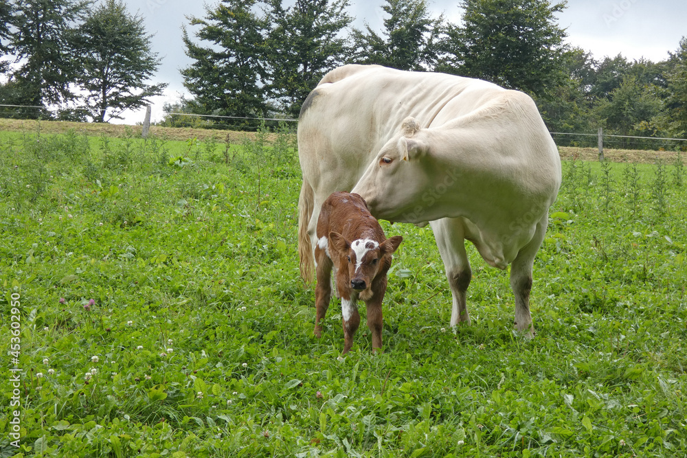 mother cow with calf on pasture, happy animals