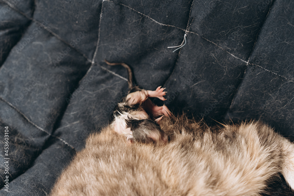 Obraz premium mother cat and newborn kittens, the process of giving birth to a new life