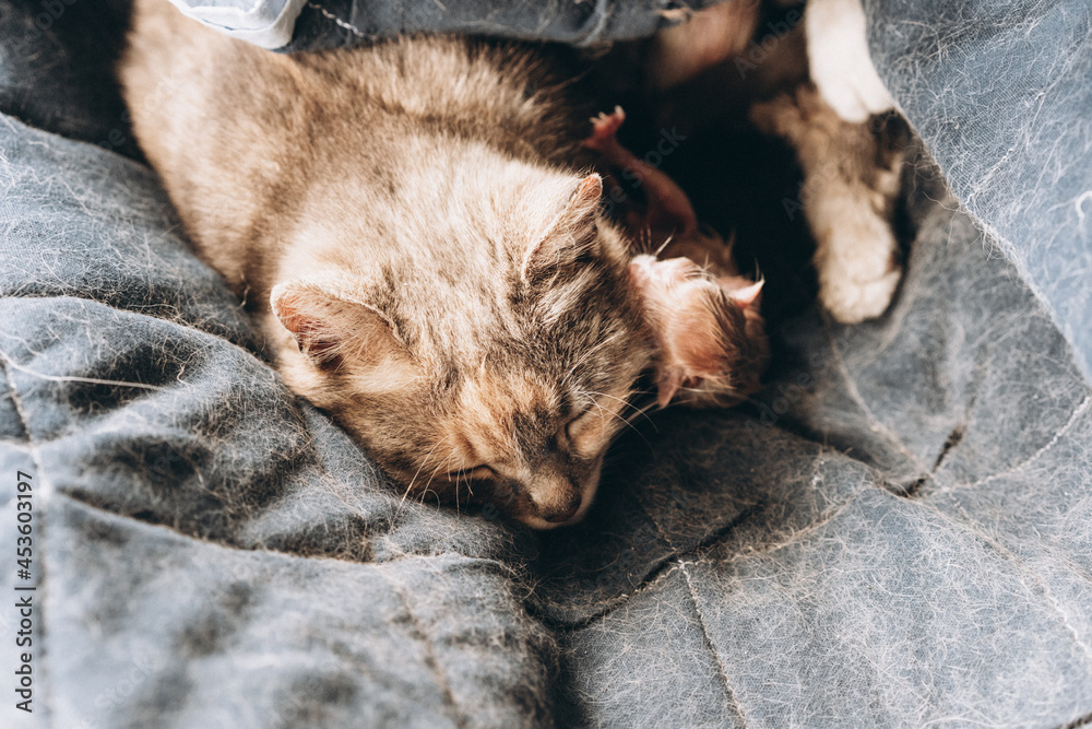 Obraz premium mother cat and newborn kittens, the process of giving birth to a new life