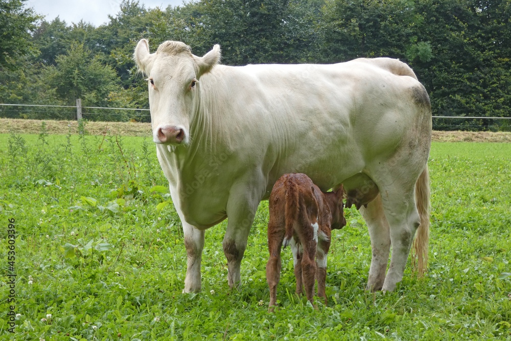 mother cow with calf on pasture, happy animals