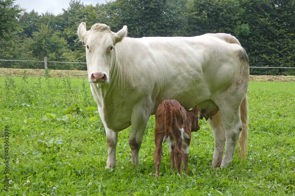 mother cow with calf on pasture, happy animals mother cow with calf on pasture, happy animals