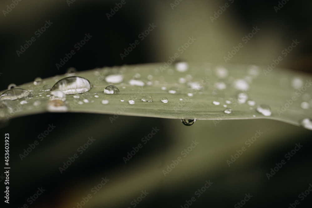 raindrops on leaves, closeup, natural background, macro raindrops on leaves, closeup, natural background, macro