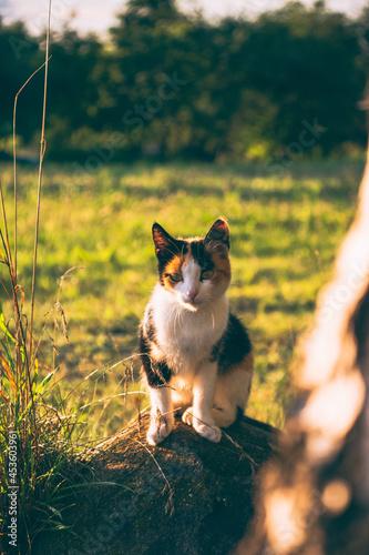 Piękny kot o złotej godzinie  photo