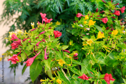 red and yellow inflorescences grow in a flower bed in the city
