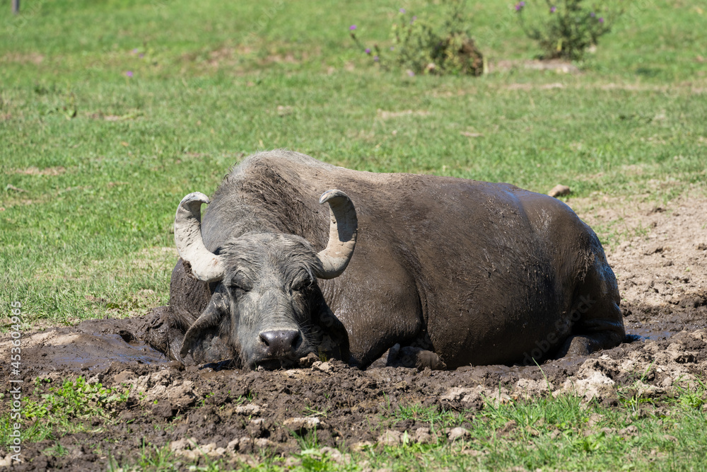 Obraz premium Ein Wasserbüffel liegt bei Sonnenschein im Schlamm