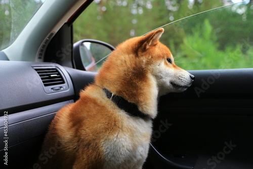 Shiba inu dog is sitting in the car. The dog sits sideways in profile and looks out the open window. © Dina