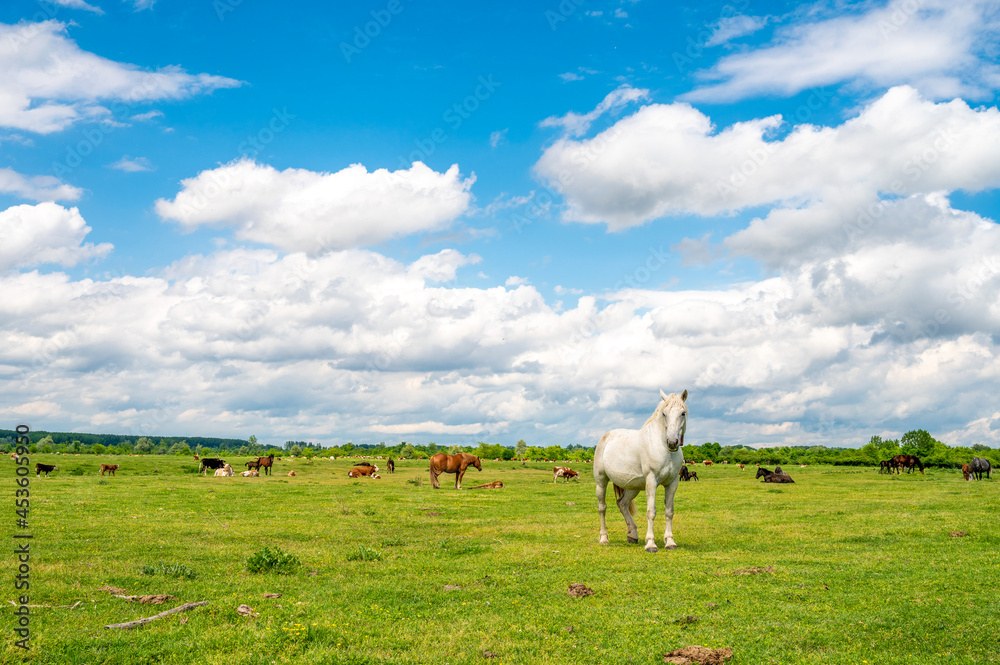 Fototapeta premium Horse herd on the pasture with beautiful nature landscape in the background