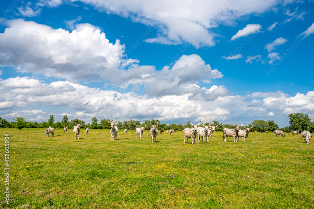 Herd of podolian cows  with big horns on the pasture on the Danube Island Krcedinska Ada in Serbia.