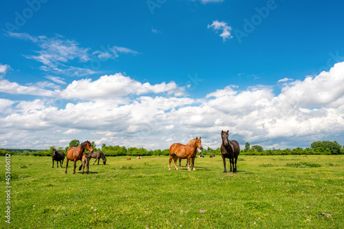 Herd of horses graze on a green pasture under blue cloudy sky at summer day