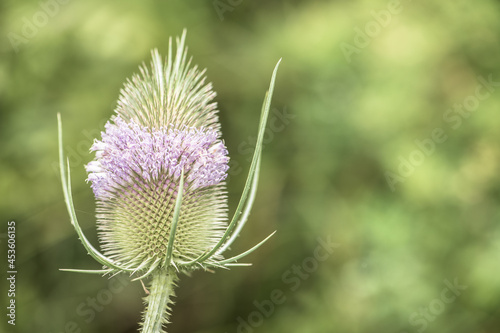 Blühende wilde Karde Dipsacus fullonum vor unscharfem Hintergrund