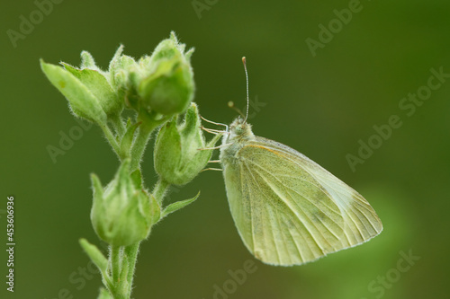 Kleiner Kohlweißling (Pieris rapae) 