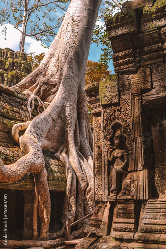 Tree roots swallowing ancient ruins in Angkor Wat in Cambodia Asia © Triin