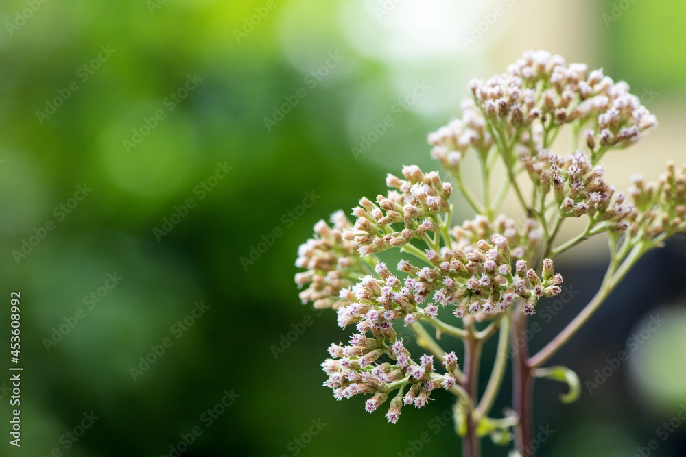 Indian marsh fleabane or pluchea indica flowers on nature background. Indian marsh fleabane or pluchea indica flowers on nature background.