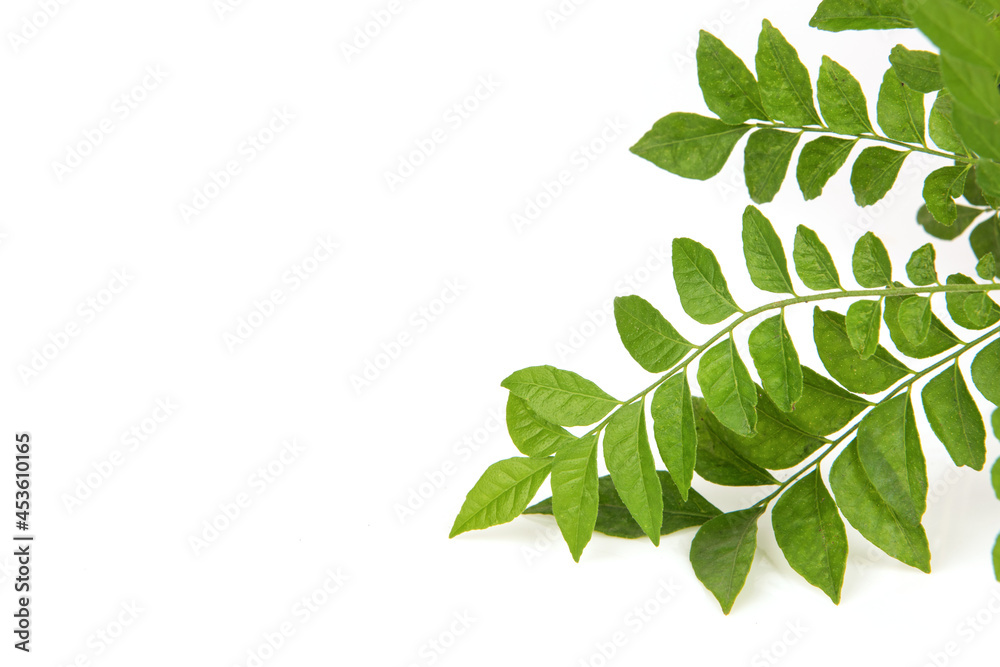 Lime berry or eclipta prostrata branch green leaves isolated on white background.