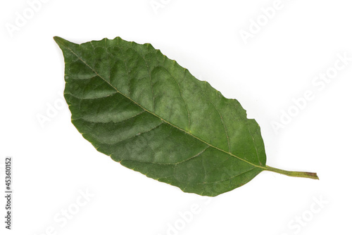 Clerodendrum disparifolium green leaves isolated on white background.