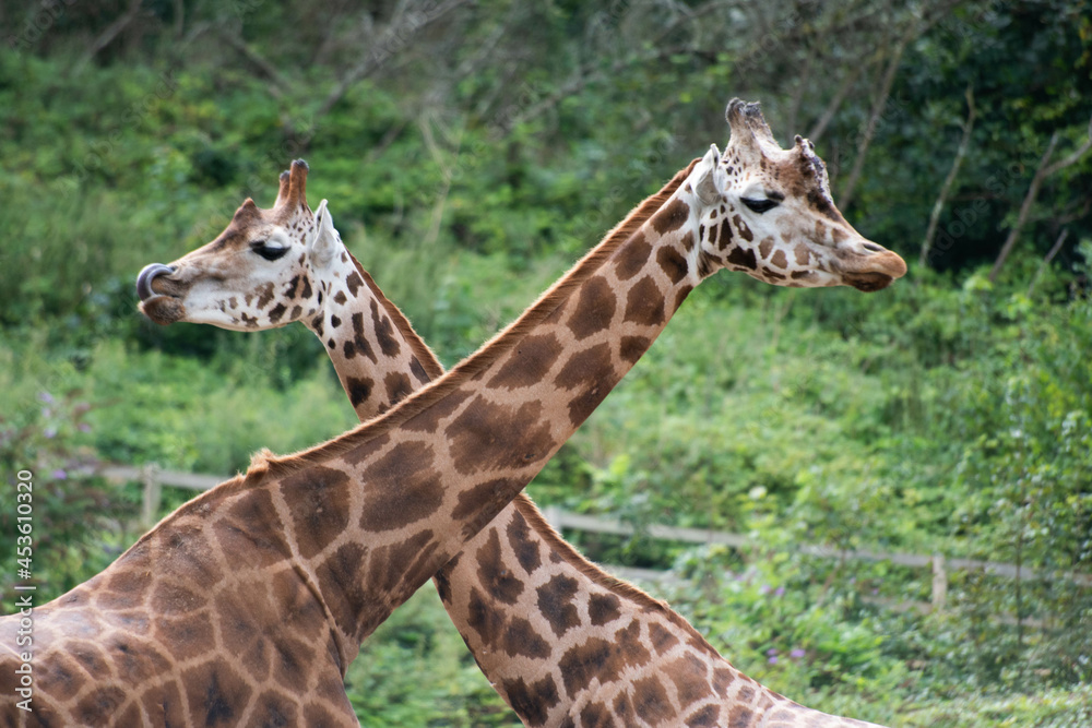 two giraffes with crossed necks two giraffes with crossed necks
