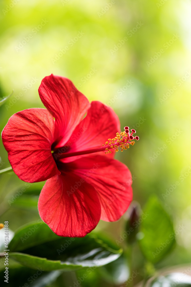 Obraz premium Red hibiscus flower on nature surface.