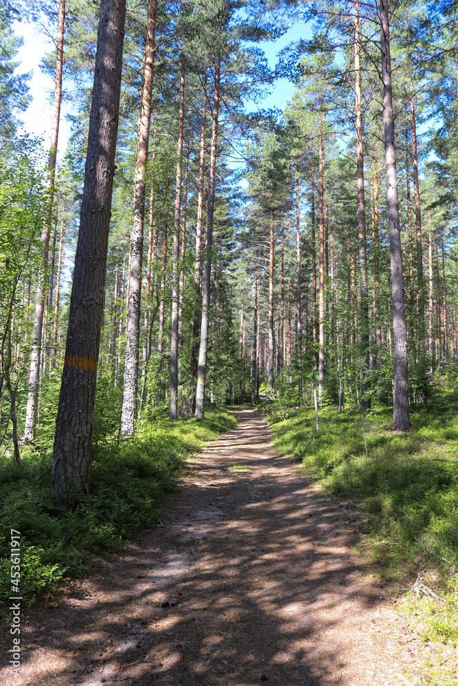 Hiking trail in forest, Kramstaleden (Kramsta Trail) in Järvsö Hiking trail in forest, Kramstaleden (Kramsta Trail) in Järvsö