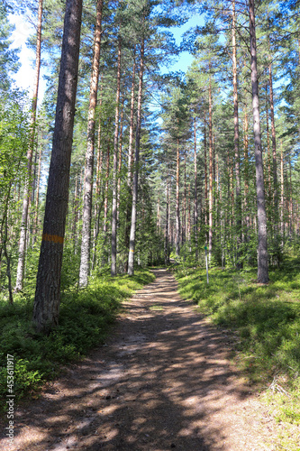 Hiking trail in forest  Kramstaleden  Kramsta Trail  in J  rvs  