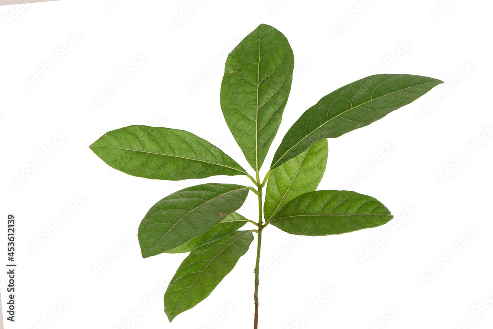 Litsea glutinosa branch green leaves isolated on white background. Litsea glutinosa branch green leaves isolated on white background.
