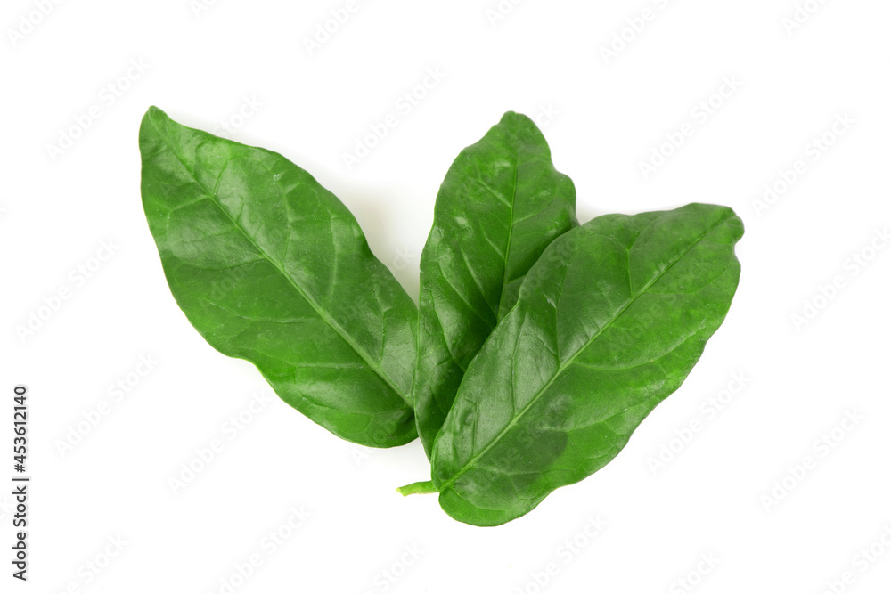 Jasmine green leaves isolated on white background.top view,flat lay. Jasmine green leaves isolated on white background.top view,flat lay.