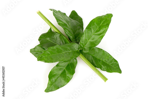 Jasmine branch green leaves isolated on white background.top view,flat lay.