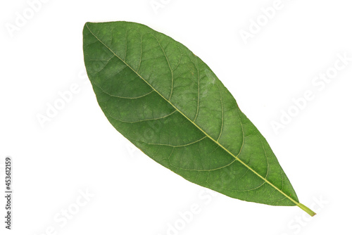 Litsea glutinosa green leaves isolated on white background.top view flat lay.