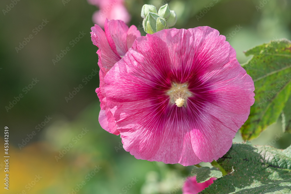 Close up of a pink common hollyhock (alcea rosea) flower in bloom Close up of a pink common hollyhock (alcea rosea) flower in bloom