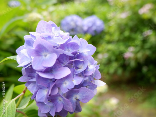 blue hydrangea flowers