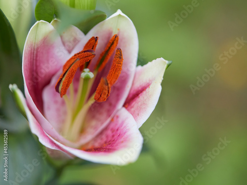 Orchid with pollen photo