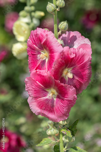 Fototapeta Naklejka Na Ścianę i Meble -  Close up of pink common hollyhock (alcea rosea) flowers in bloom