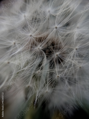 dandelion seed head