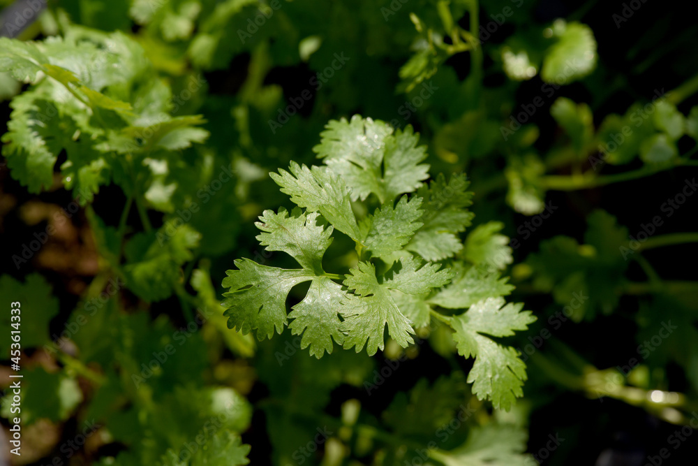 Coriander on nature background.top view flat lay. Coriander on nature background.top view flat lay.