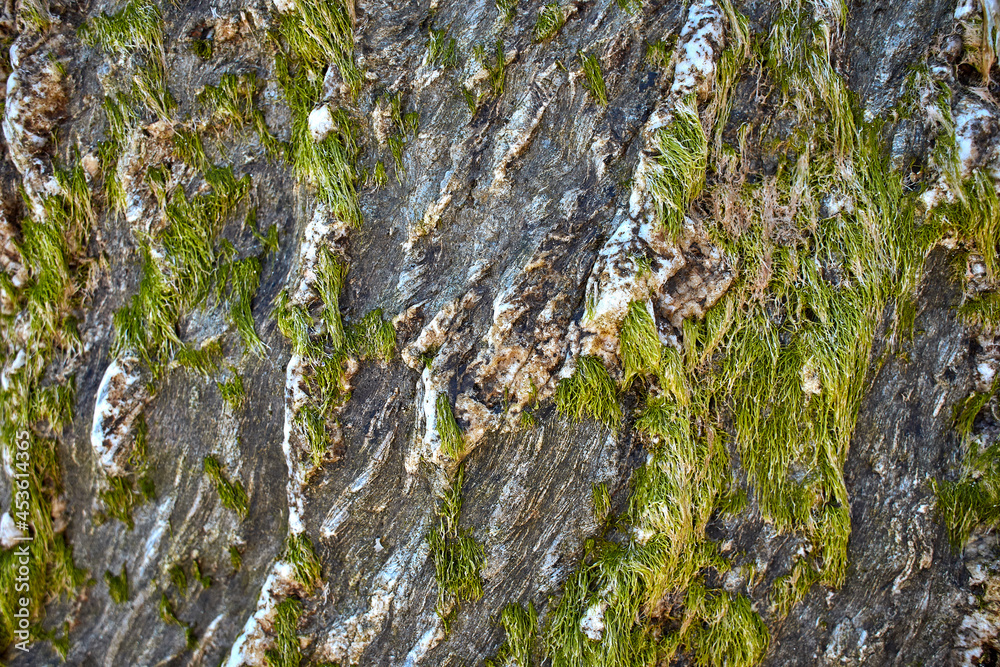 Close-up of bright green algae background. Green algae from Irish Sea. Closeup background texture Close-up of bright green algae background. Green algae from Irish Sea. Closeup background texture