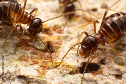 Close up termite soldiers © Somprasong
