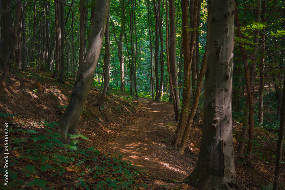 Obraz premium morning calm forest silence atmosphere in beautiful natural space with high trees dirt curved trail