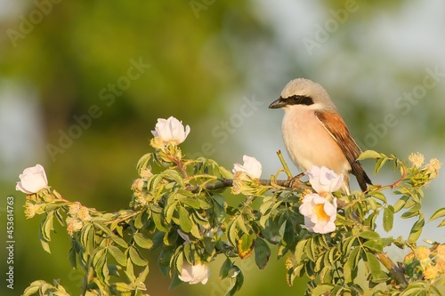 Little great grey shrike, lanius excubitor, sitting on branch with blooming flowers. Small bird looking on blossom tree with copy space. Songbird watching on sunlight with space for text.