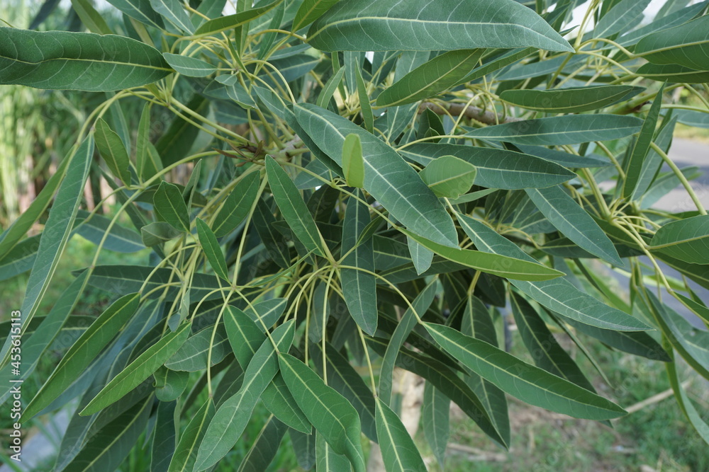 Tabebuia caraiba (Tabebuia aurea, Caribbean trumpet, silver trumpet