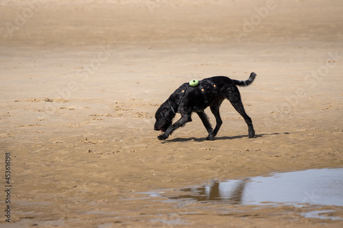 dog running in the sand © LDC